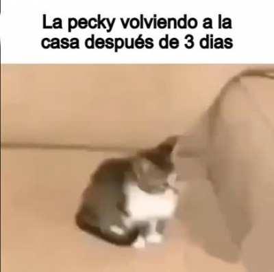 VOLVIÓ LA PECKY