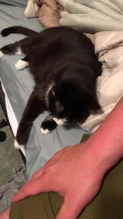 This is Cake! She needs your attention immediately!