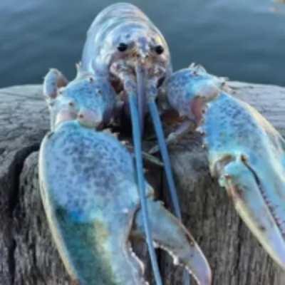bLuE lObSTeR