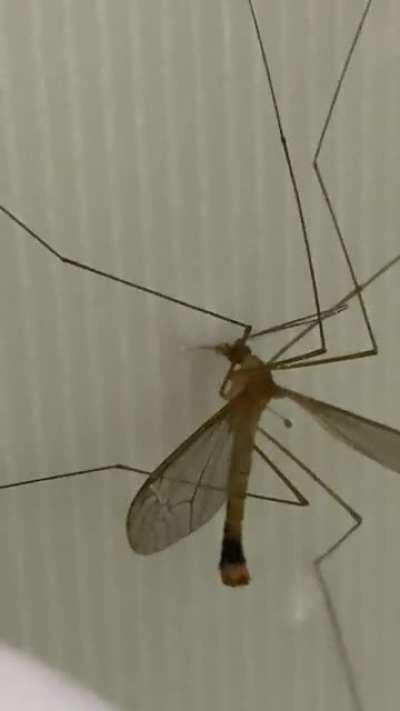 Found this weird one in my shower today. Southeast Brazil, don’t recall ever seeing one