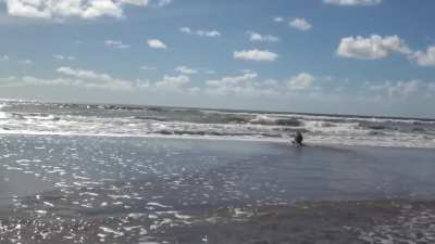 Momento en que un lobito marino regresa al mar luego de un mes de rehabilitación, un turista dio aviso de que se encontraba herido en las costas de San Clemente del Tuyú