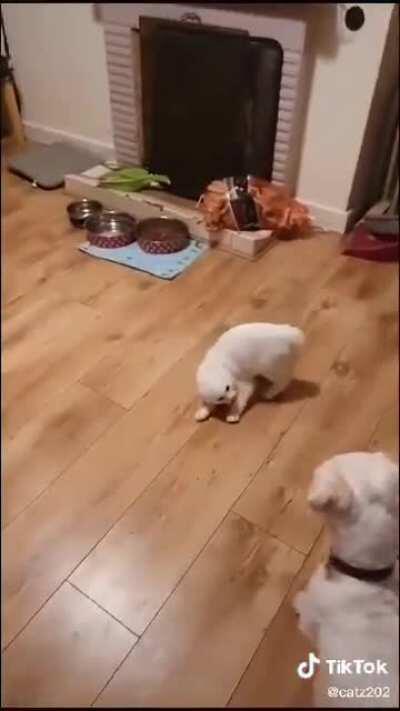 a hell of a tango dancer...