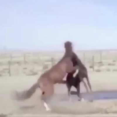 Oha mk at ata rko çekiyor oynat bakalım