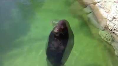 Foca girando con la cortina vieja de telemundo de fondo