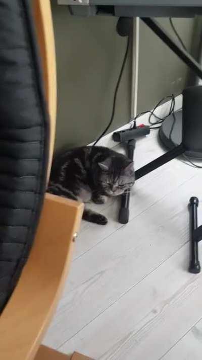 Compulation of my cat yelling everytime I call him