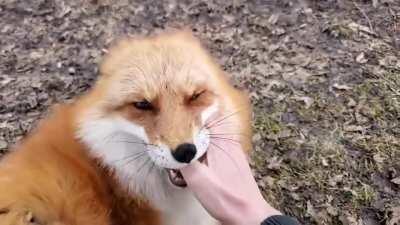 i introduce you to finnegan fox and friends from save a fox foundation. Their laughter is just sooo cute. Check out there youtube channel:Save A Fox