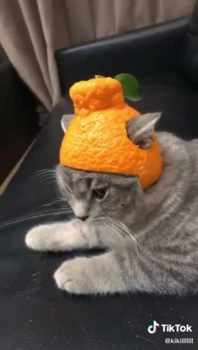 Hat break Cat