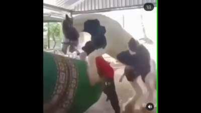 Chile siendo dignificado.