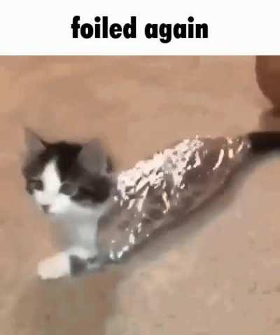 SiCk FuCk TrApS hElPlEsS kItTeN iN fOiL, sLoWlY oVeRhEaTiNg It To DeAtH fOr TwIsTeD mEmE