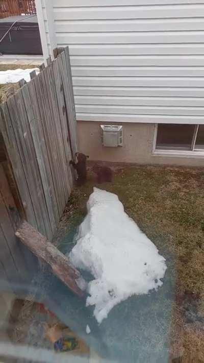 to cross through a backyard