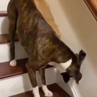 This dog protects and patiently guides his blind brother so he can safely go down the stairs.