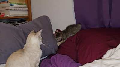 Learning to hunt Greebles