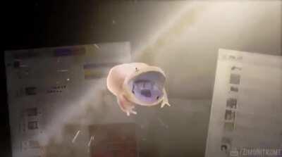 It is Wednesday my dudes