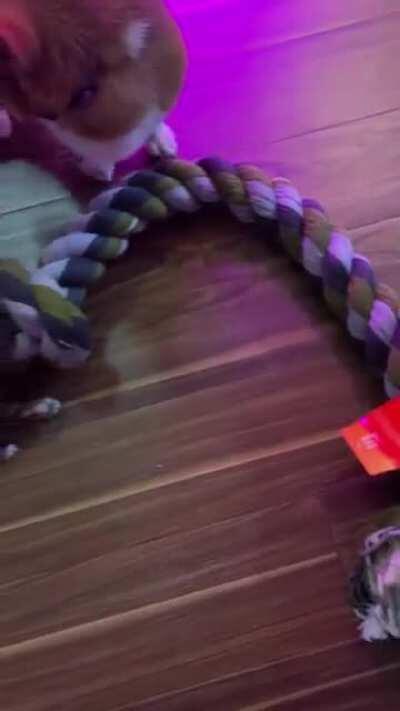 I think her new toy is too big...