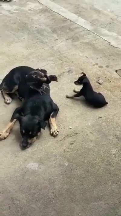 Top 10 batalha dos animes