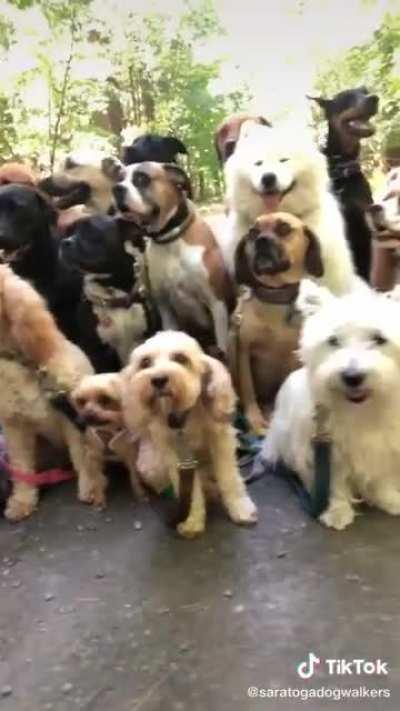 So many well-behaved floofs