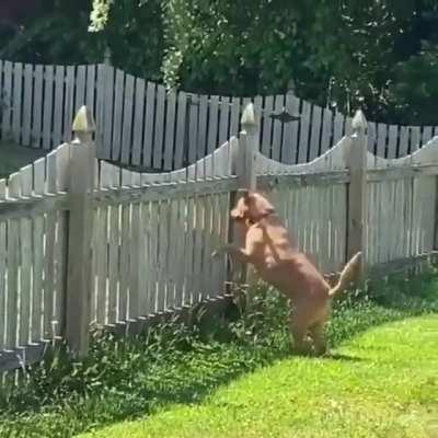 Here fren... this came into my yard