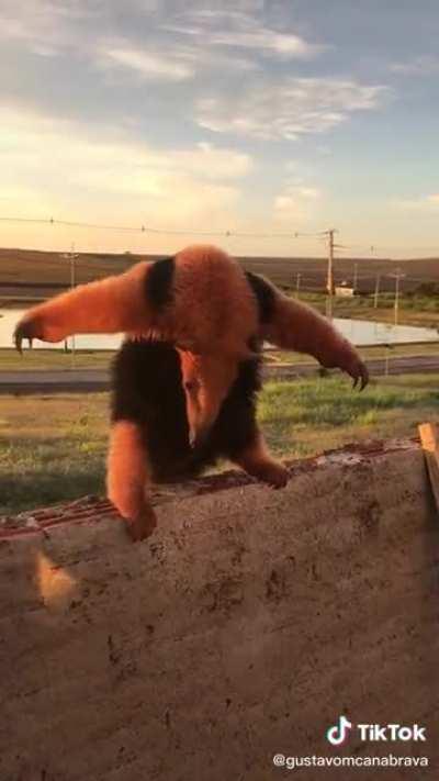 A brazilian anteater asserting dominance