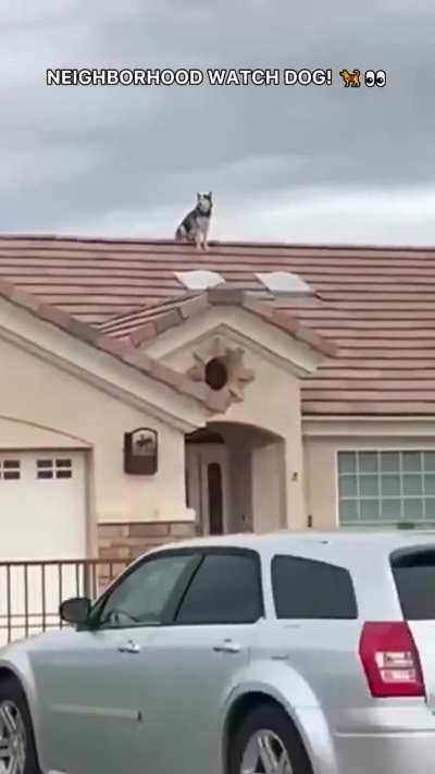 Your responsible neighbourhood husky 🤝