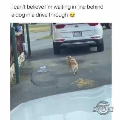 The doggo waited their turn like everyone else Karen