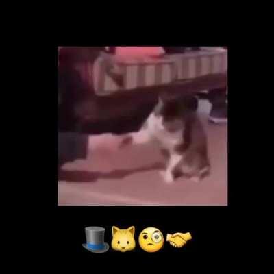 🎩🐈🤨🤝