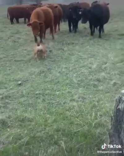 Cows all tough until the BULLDOG turns around