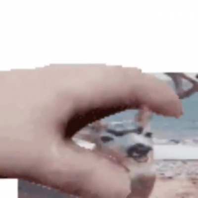 It's time to pet the deer!!