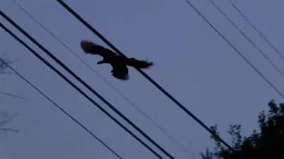 Have you ever seen a peacock fly?