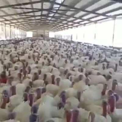 Предводитель индюков