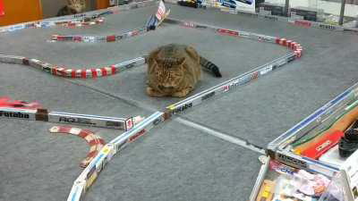 Get off the track silly cat caw caw