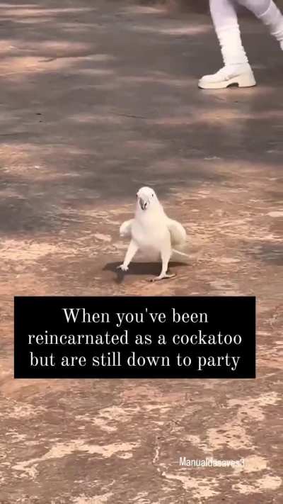 Cockatoo dance