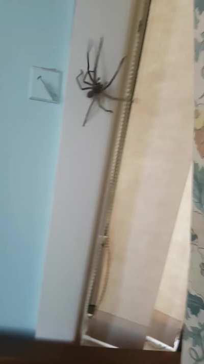 smallest spider in Australia