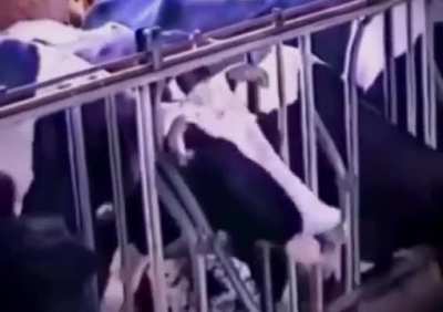 This cow’s intelligence freeing itself and the other cows