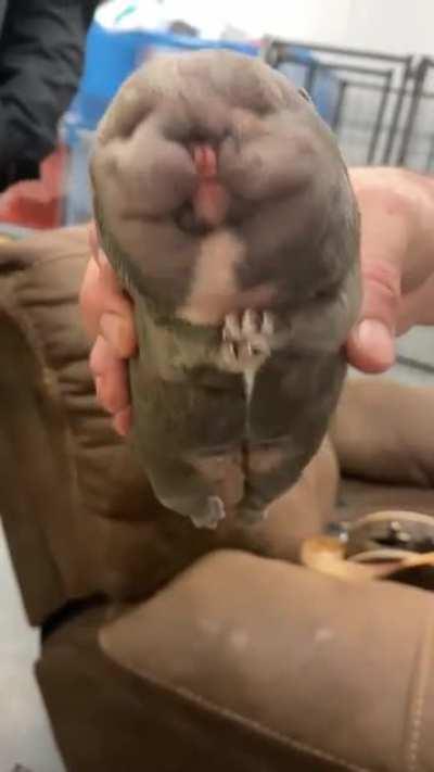 Siamese Bully pup born through a c-section. Pup passed away not to long after it was born￼￼.