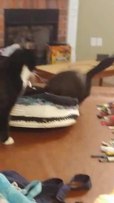 Our new cat is a basketcase