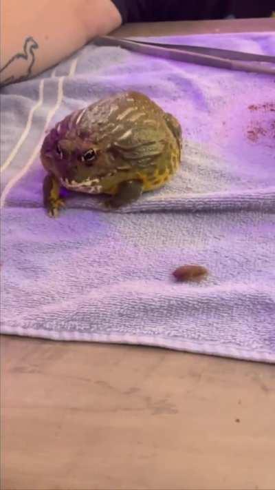 Borgie has had enough