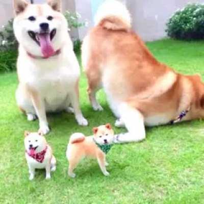 No meme, just something to brighten up your day a bit