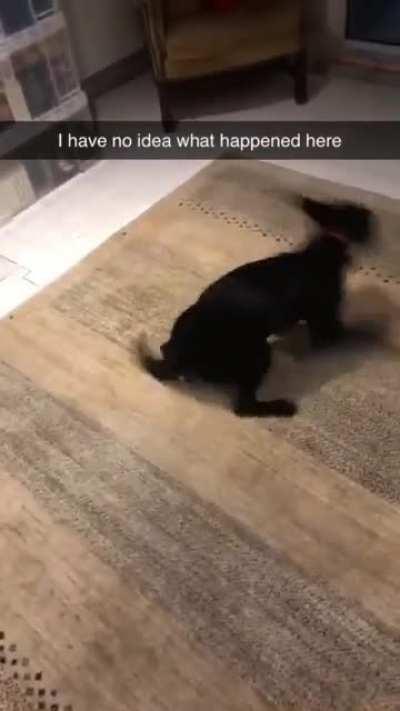 I think my dog is possessed.