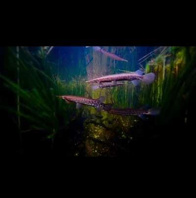 🔥 18-year-old nature videographer captures the incredible underworld of the Everglades, Florida. 🐊