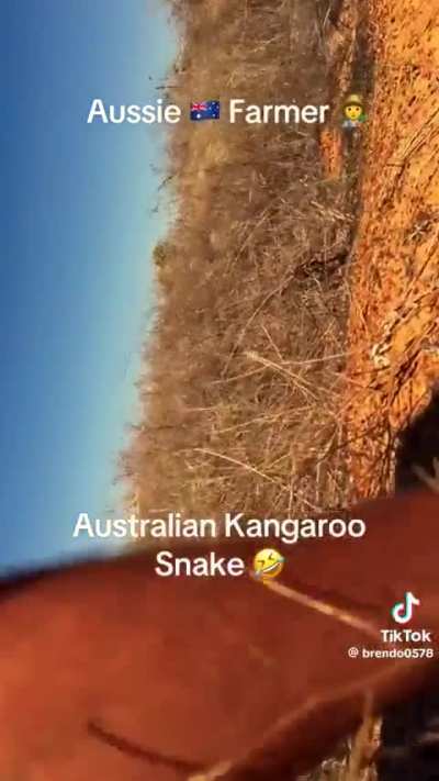 🔥Australian Kangaroo Snake