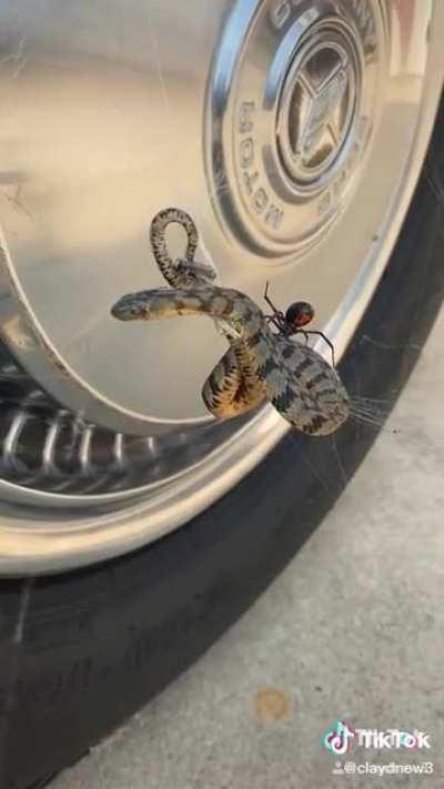 🔥 Black widow spider caught a snake 🔥