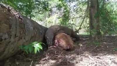 Komodo Dragon eats deer still alive, rips baby out of its womb, eats it whole