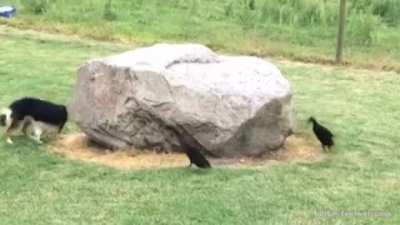 Animal Benny Hill (I edited this [OC])