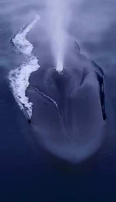  The largest animal in the world 
