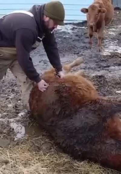 Farmer saves bloated cow by stabbing it