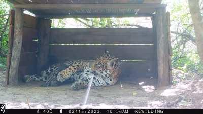 Nacieron dos michis en El Impenetrable de Chaco