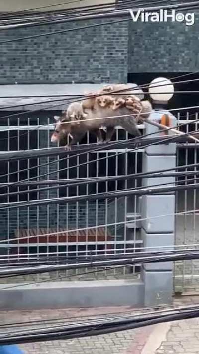 🔥 Possum mother with a back full of babies treading across the powerlines.