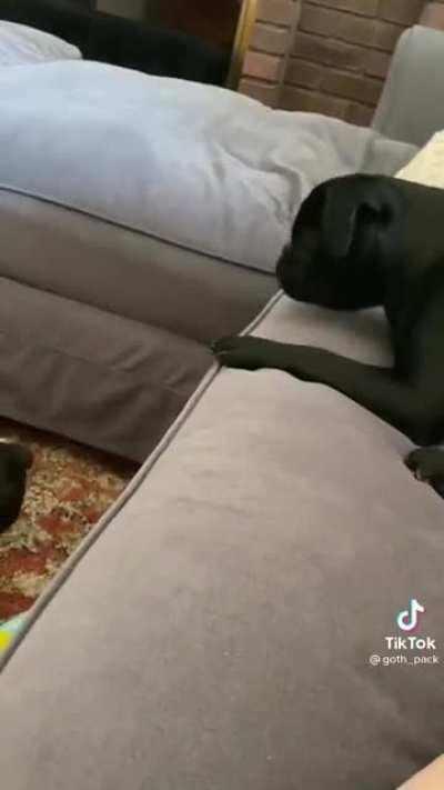 He doesn't approve of the little one