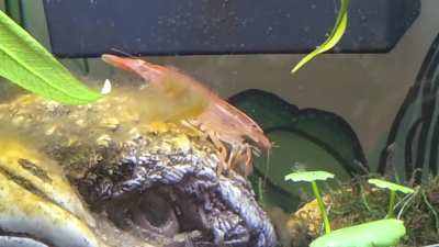 I didn't realize bamboo shrimp are so big!
