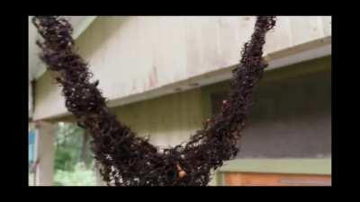 We have found new allies